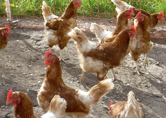 Sendlerhof Дом отдыха Веннс