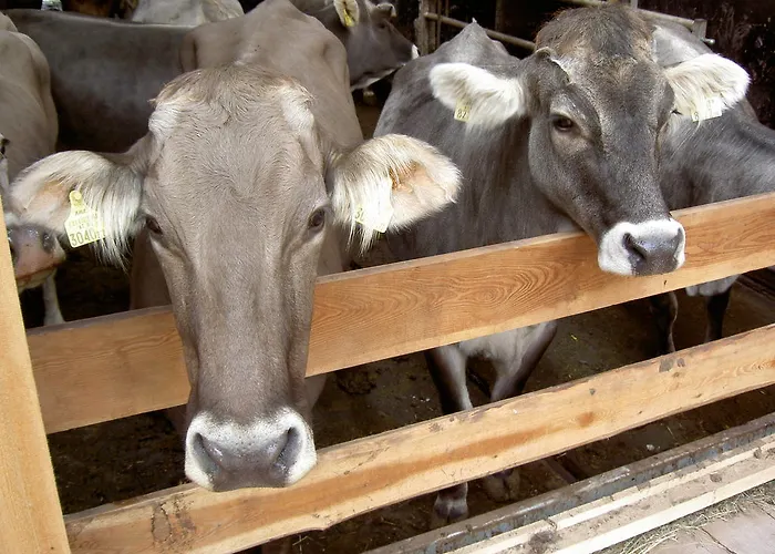 Dom wakacyjny Sendlerhof Wenns