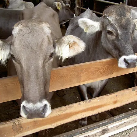 度假居 Sendlerhof 文斯