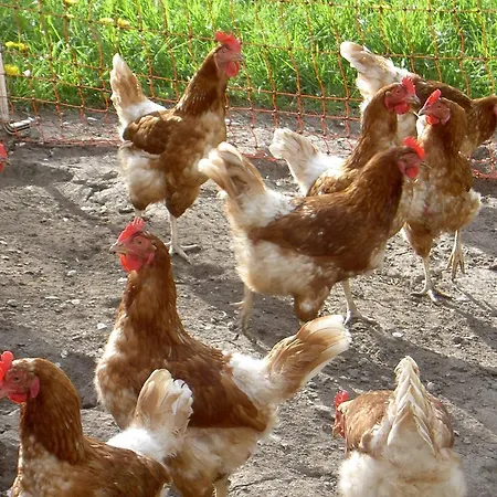 Sendlerhof 別荘 ヴェンス